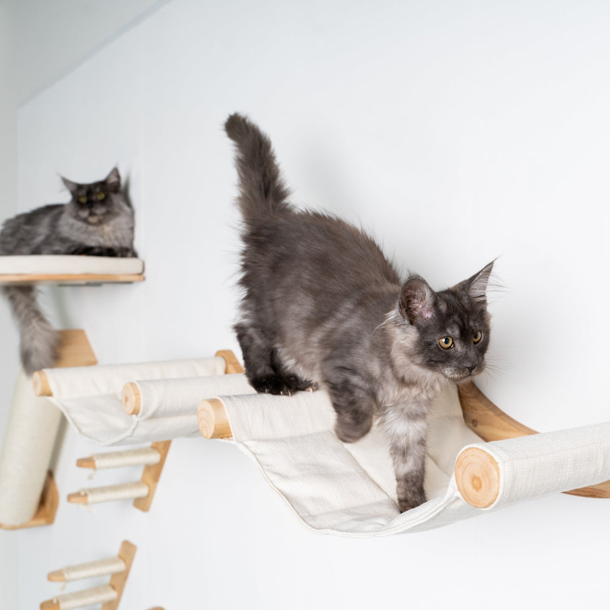 Cat climber store